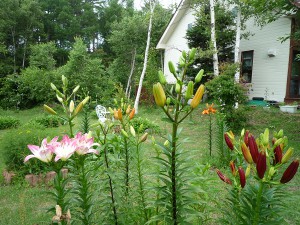20110704-夏の季節の花で色とりどり。