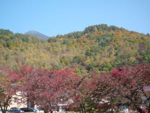 20111017-紅葉の季節です。