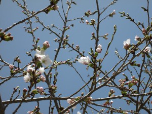 20130418-ベルの桜が開花しました。
