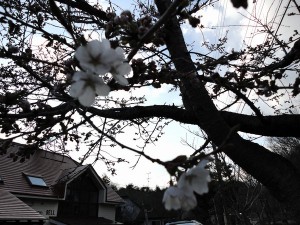 20140426-桜が開花!GWは花いっぱい