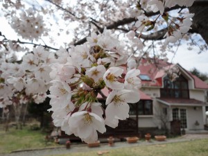 20140428-桜満開のゴールデンウィーク